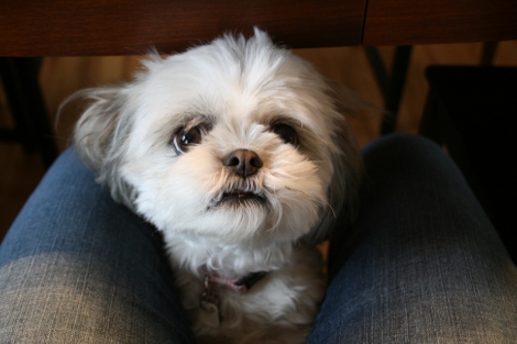 poohface